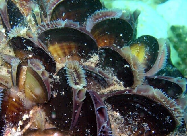 Mussel bed