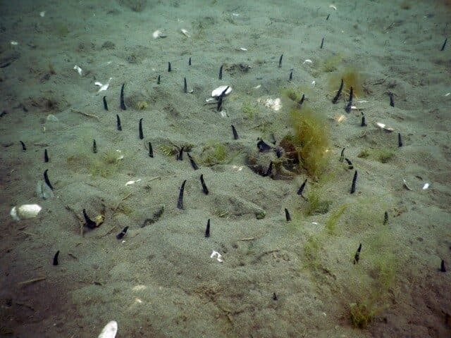 Seafloor of the Patagonian Sea