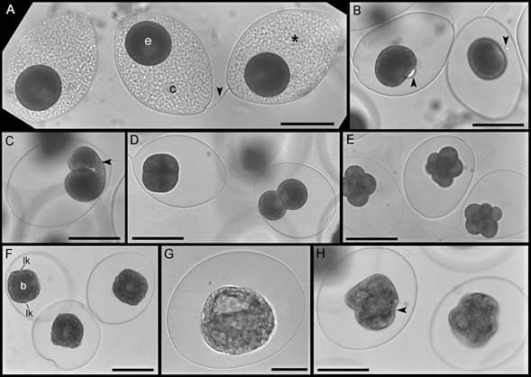 Reproductive and development biology