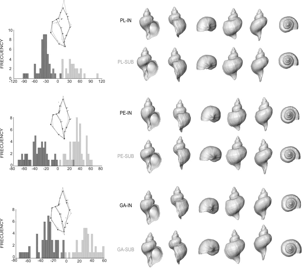 Marine Invertebrates Evolutionary Ecology Group