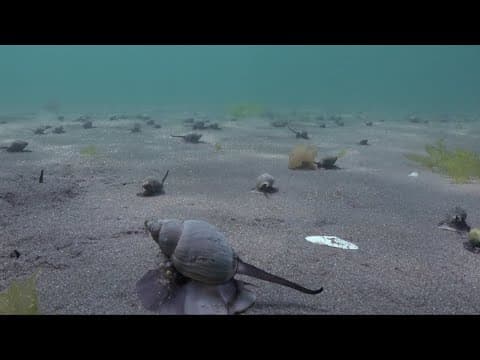Conociendo a los caracoles marinos de la Patagonia