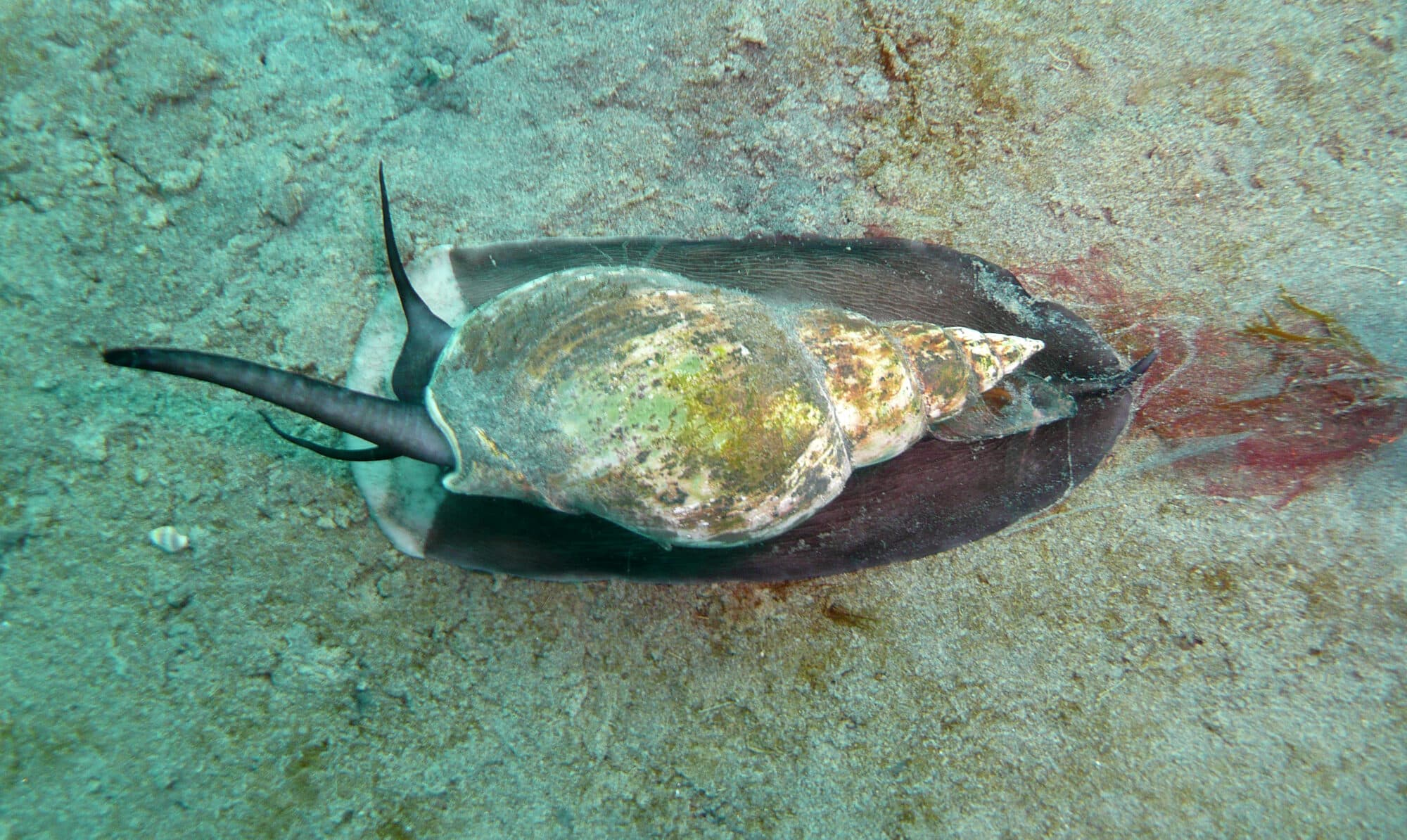 Gasterópodo marino en su hábitat