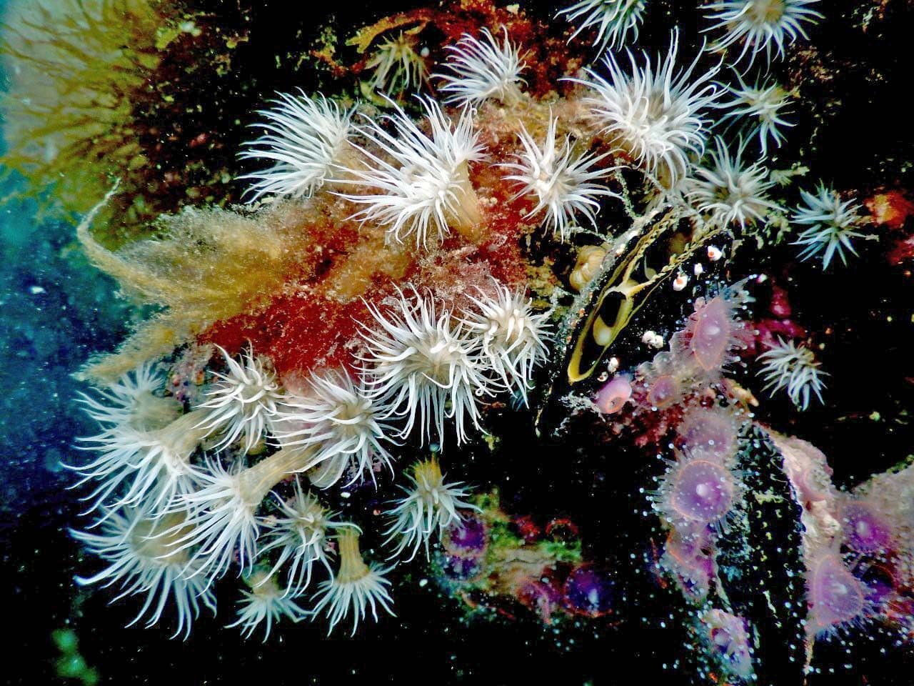 Arrecife de invertebrados marinos de la Patagonia