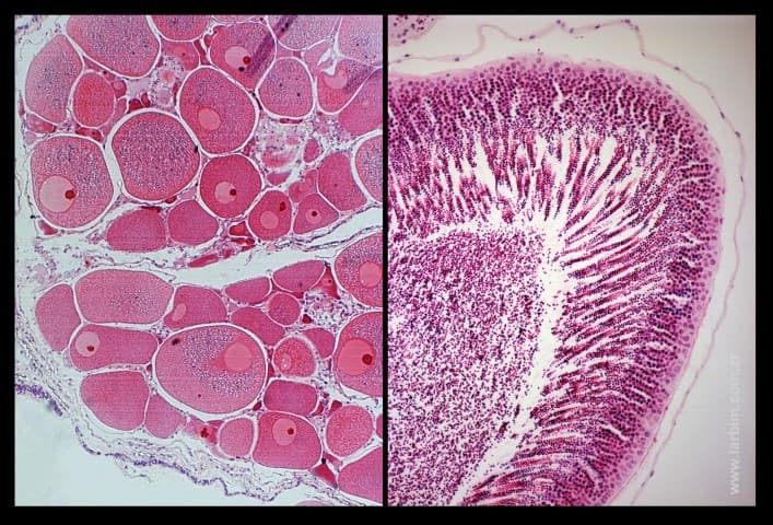Reproductive and development biology