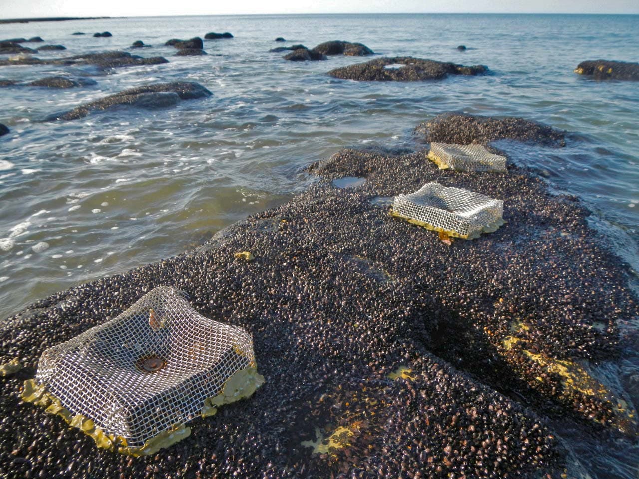 Benthic Ecology