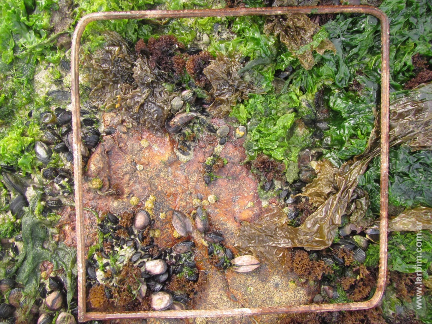 Benthic Ecology